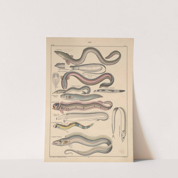 Abbildungen zu Oken’s Allgemeiner Naturgeschichte für alle Stände Pl.093 (1841) by Lorenz Oken