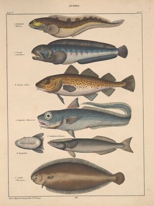 Abbildungen zu Oken’s Allgemeiner Naturgeschichte für alle Stände Pl.094 (1841)