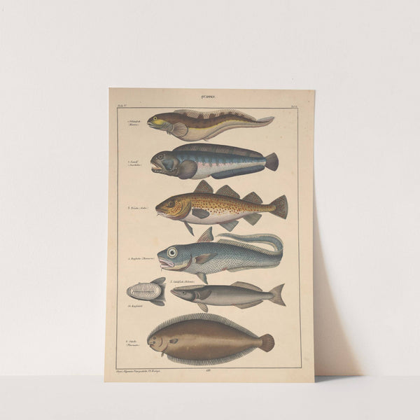 Abbildungen zu Oken’s Allgemeiner Naturgeschichte für alle Stände Pl.094 (1841) by Lorenz Oken