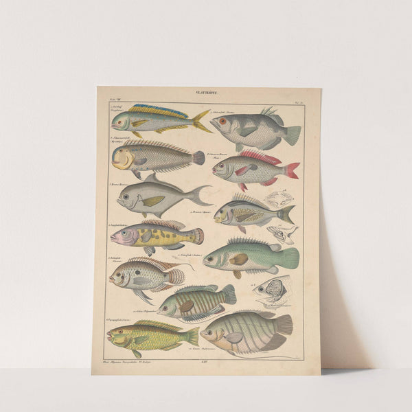 Abbildungen zu Oken’s Allgemeiner Naturgeschichte für alle Stände Pl.097 (1841) by Lorenz Oken