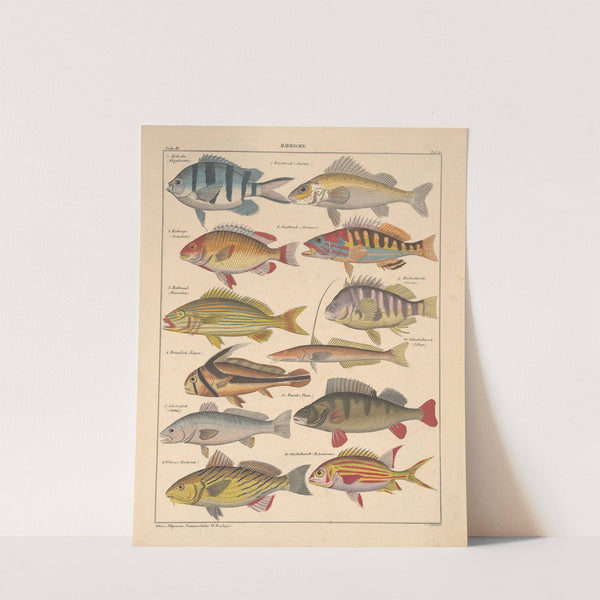 Abbildungen zu Oken’s Allgemeiner Naturgeschichte für alle Stände Pl.098 (1841) by Lorenz Oken