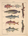 Abbildungen zu Oken’s Allgemeiner Naturgeschichte für alle Stände Pl.099 (1841)