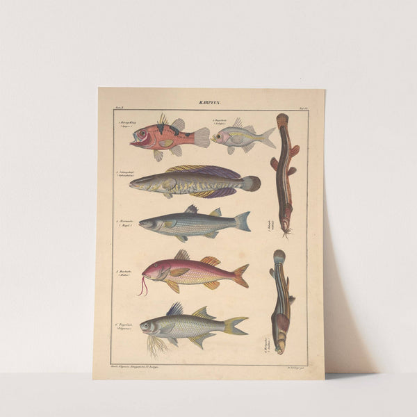 Abbildungen zu Oken’s Allgemeiner Naturgeschichte für alle Stände Pl.099 (1841) by Lorenz Oken