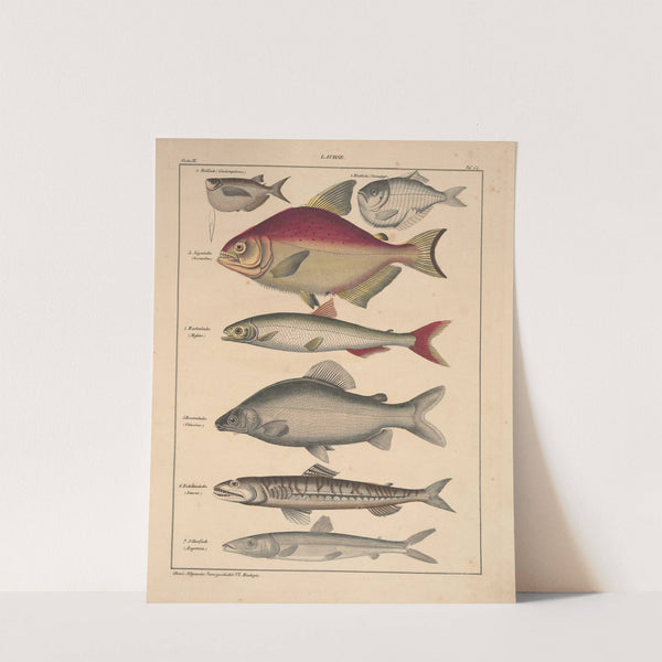 Abbildungen zu Oken’s Allgemeiner Naturgeschichte für alle Stände Pl.100 (1841) by Lorenz Oken