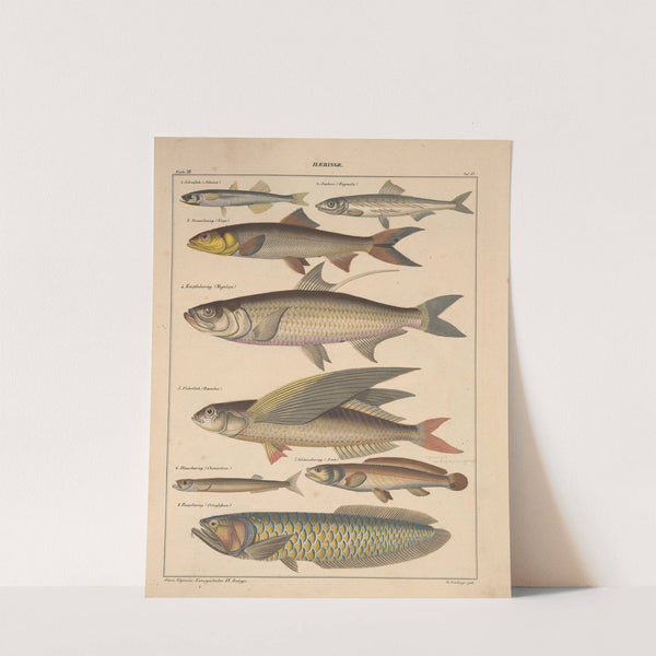 Abbildungen zu Oken’s Allgemeiner Naturgeschichte für alle Stände Pl.101 (1841) by Lorenz Oken