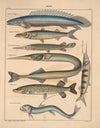 Abbildungen zu Oken’s Allgemeiner Naturgeschichte für alle Stände Pl.102 (1841)