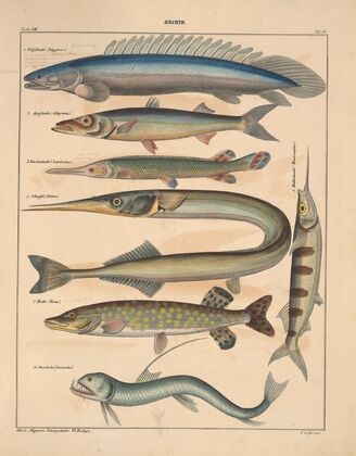 Abbildungen zu Oken’s Allgemeiner Naturgeschichte für alle Stände Pl.102 (1841)