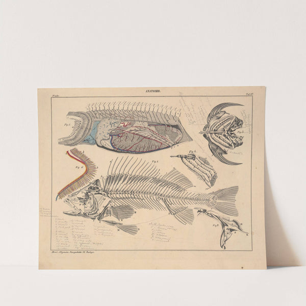 Abbildungen zu Oken’s Allgemeiner Naturgeschichte für alle Stände Pl.103 (1841) by Lorenz Oken