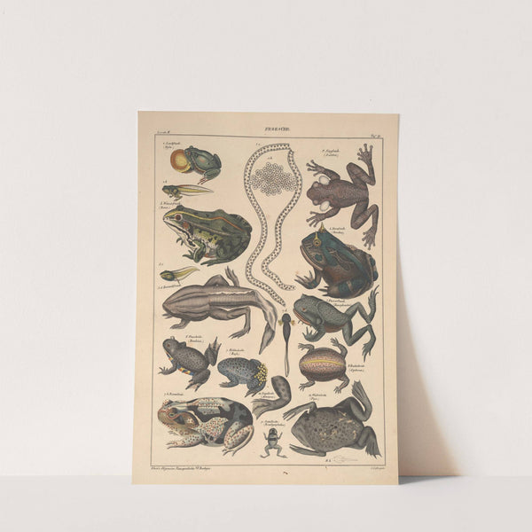 Abbildungen zu Oken’s Allgemeiner Naturgeschichte für alle Stände Pl.105 (1841) by Lorenz Oken