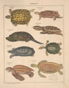 Abbildungen zu Oken’s Allgemeiner Naturgeschichte für alle Stände Pl.106 (1841)