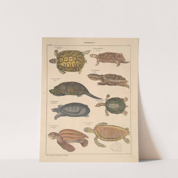 Abbildungen zu Oken’s Allgemeiner Naturgeschichte für alle Stände Pl.106 (1841) by Lorenz Oken