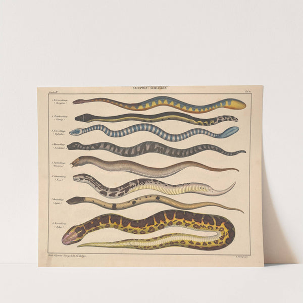 Abbildungen zu Oken’s Allgemeiner Naturgeschichte für alle Stände Pl.107 (1841) by Lorenz Oken