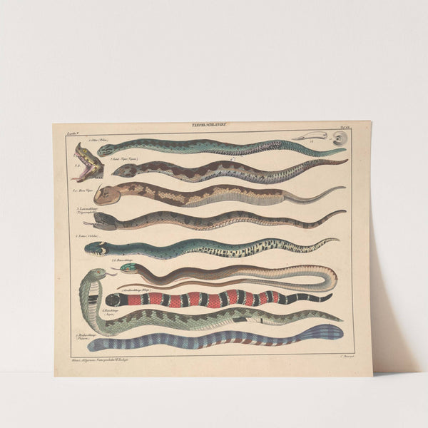 Abbildungen zu Oken’s Allgemeiner Naturgeschichte für alle Stände Pl.108 (1841) by Lorenz Oken