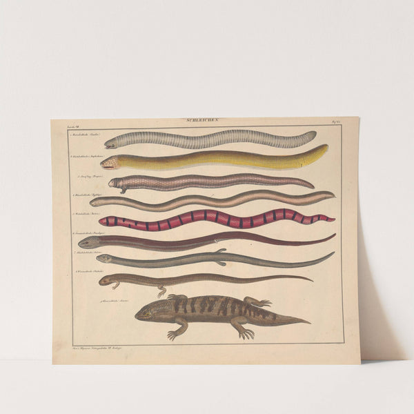 Abbildungen zu Oken’s Allgemeiner Naturgeschichte für alle Stände Pl.110 (1841) by Lorenz Oken