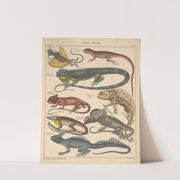 Abbildungen zu Oken’s Allgemeiner Naturgeschichte für alle Stände Pl.111 (1841) by Lorenz Oken