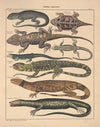 Abbildungen zu Oken’s Allgemeiner Naturgeschichte für alle Stände Pl.112 (1841)