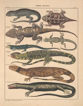 Abbildungen zu Oken’s Allgemeiner Naturgeschichte für alle Stände Pl.112 (1841)