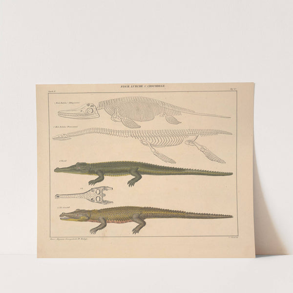 Abbildungen zu Oken’s Allgemeiner Naturgeschichte für alle Stände Pl.113 (1841) by Lorenz Oken