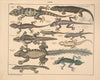 Abbildungen zu Oken’s Allgemeiner Naturgeschichte für alle Stände Pl.114 (1841)