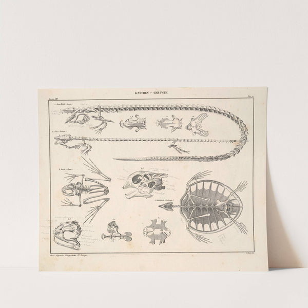 Abbildungen zu Oken’s Allgemeiner Naturgeschichte für alle Stände Pl.116 (1841) by Lorenz Oken