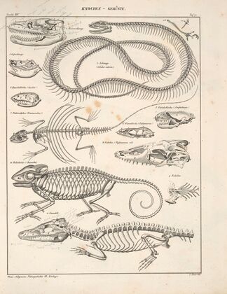 Abbildungen zu Oken’s Allgemeiner Naturgeschichte für alle Stände Pl.117 (1841)