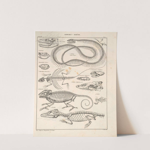 Abbildungen zu Oken’s Allgemeiner Naturgeschichte für alle Stände Pl.117 (1841) by Lorenz Oken