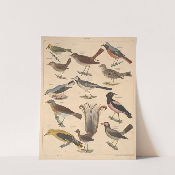 Abbildungen zu Oken’s Allgemeiner Naturgeschichte für alle Stände Pl.118 (1841) by Lorenz Oken