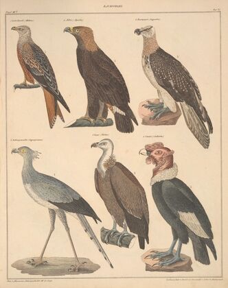 Abbildungen zu Oken’s Allgemeiner Naturgeschichte für alle Stände Pl.121 (1841)
