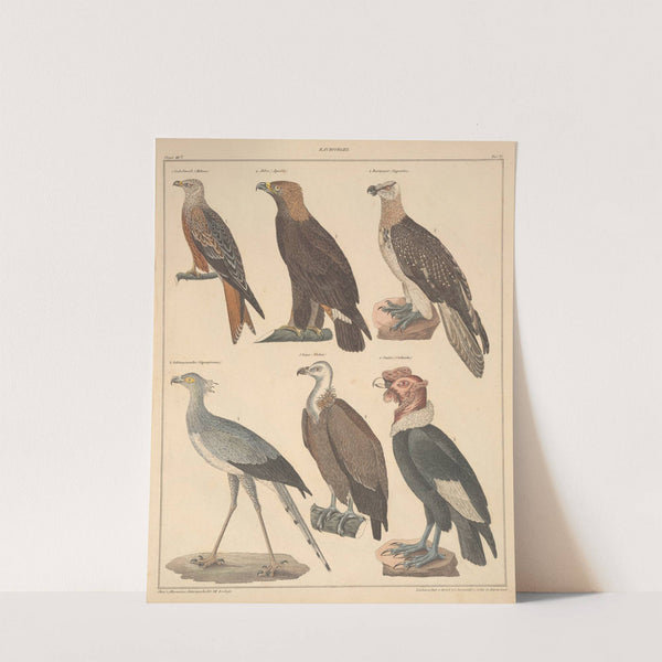 Abbildungen zu Oken’s Allgemeiner Naturgeschichte für alle Stände Pl.121 (1841) by Lorenz Oken