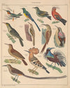 Abbildungen zu Oken’s Allgemeiner Naturgeschichte für alle Stände Pl.122 (1841)