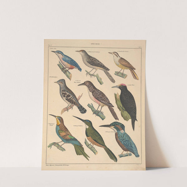 Abbildungen zu Oken’s Allgemeiner Naturgeschichte für alle Stände Pl.123 (1841) by Lorenz Oken