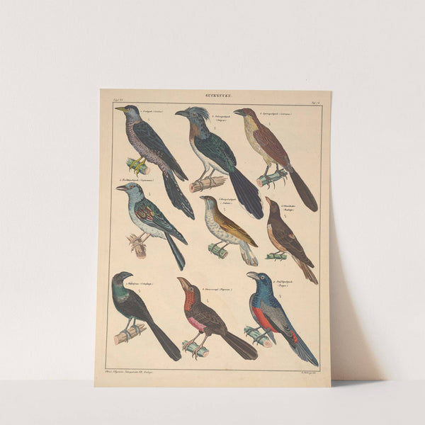 Abbildungen zu Oken’s Allgemeiner Naturgeschichte für alle Stände Pl.124 (1841) by Lorenz Oken