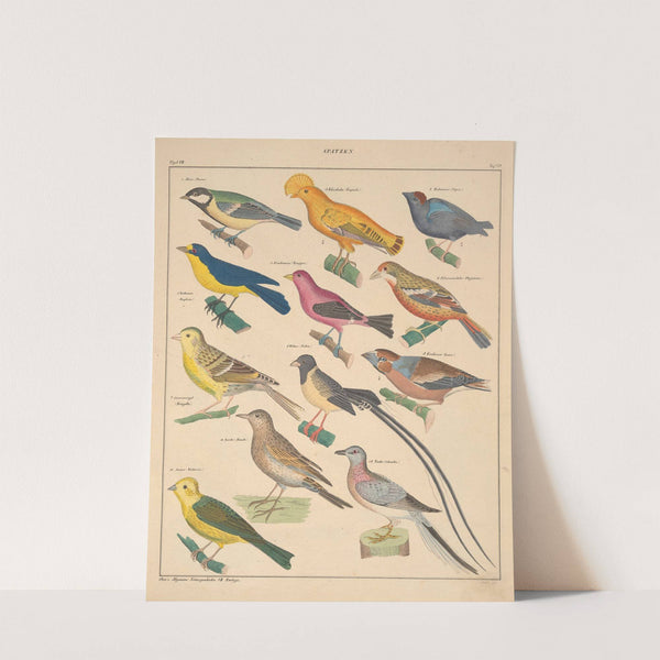 Abbildungen zu Oken’s Allgemeiner Naturgeschichte für alle Stände Pl.125 (1841) by Lorenz Oken