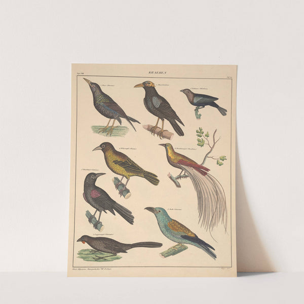 Abbildungen zu Oken’s Allgemeiner Naturgeschichte für alle Stände Pl.126 (1841) by Lorenz Oken