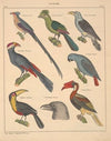 Abbildungen zu Oken’s Allgemeiner Naturgeschichte für alle Stände Pl.127 (1841)