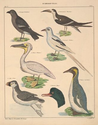 Abbildungen zu Oken’s Allgemeiner Naturgeschichte für alle Stände Pl.128 (1841)
