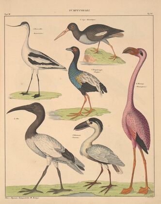 Abbildungen zu Oken’s Allgemeiner Naturgeschichte für alle Stände Pl.129 (1841)
