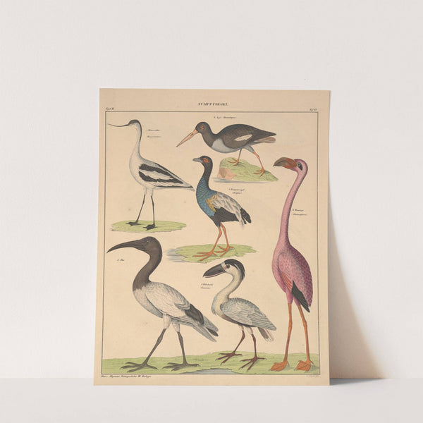 Abbildungen zu Oken’s Allgemeiner Naturgeschichte für alle Stände Pl.129 (1841) by Lorenz Oken