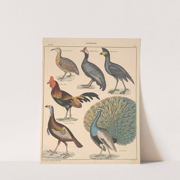 Abbildungen zu Oken’s Allgemeiner Naturgeschichte für alle Stände Pl.131 (1841) by Lorenz Oken