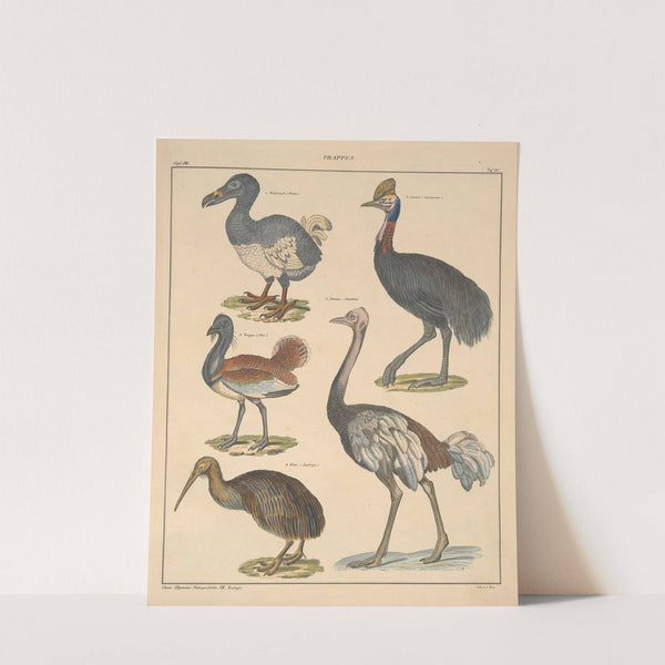 Abbildungen zu Oken’s Allgemeiner Naturgeschichte für alle Stände Pl.132 (1841) by Lorenz Oken