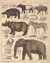 Abbildungen zu Oken’s Allgemeiner Naturgeschichte für alle Stände Pl.137 (1841)