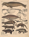 Abbildungen zu Oken’s Allgemeiner Naturgeschichte für alle Stände Pl.139 (1841)