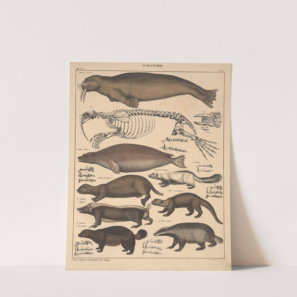 Abbildungen zu Oken’s Allgemeiner Naturgeschichte für alle Stände Pl.139 (1841) by Lorenz Oken