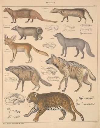 Abbildungen zu Oken’s Allgemeiner Naturgeschichte für alle Stände Pl.140 (1841)