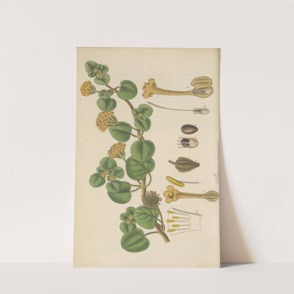 Abronia arenaria (1823) by William Jackson Hooker