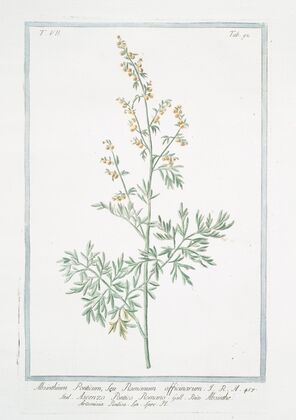 Absinthium Ponticum, seu Romanum officinarum – Ascenzo Pontico Romano – Absinthe Artemisia Pontica Lin. Spec. Pl. (Roman wormwood)