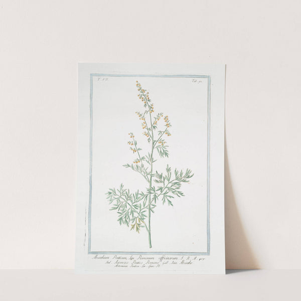 Absinthium Ponticum, seu Romanum officinarum - Ascenzo Pontico Romano - Absinthe Artemisia Pontica Lin. Spec. Pl. (Roman wormwood) by Giorgio Bonelli