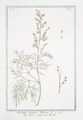 Absinthium Seriphium Belgicum – Asenso murale – Abisinthe. (Wormwood)