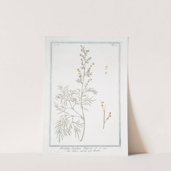 Absinthium Seriphium Belgicum - Asenso murale - Abisinthe. (Wormwood) by Giorgio Bonelli
