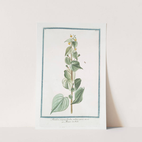 Abutilon crispum floribus melinis parvis - Mauve des Indes by Giorgio Bonelli